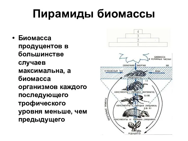 Пирамиды биомассы Биомасса продуцентов в большинстве случаев максимальна, а биомасса организмов