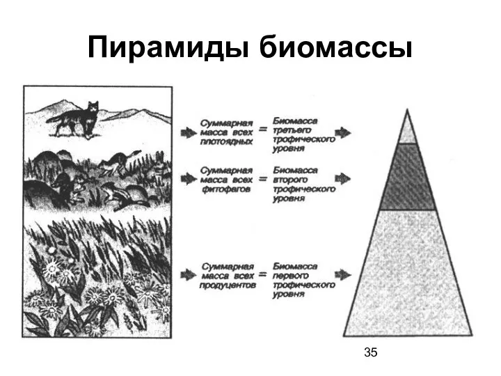 Пирамиды биомассы