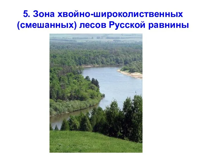 5. Зона хвойно-широколиственных (смешанных) лесов Русской равнины