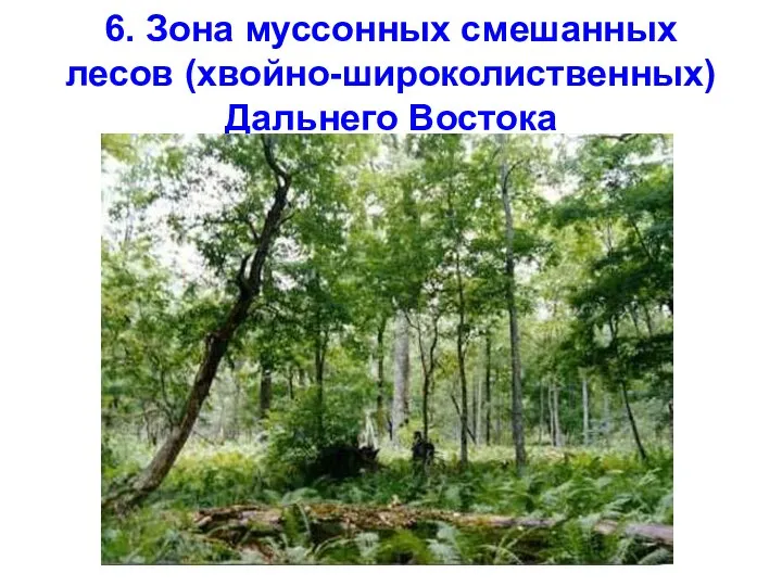 6. Зона муссонных смешанных лесов (хвойно-широколиственных) Дальнего Востока