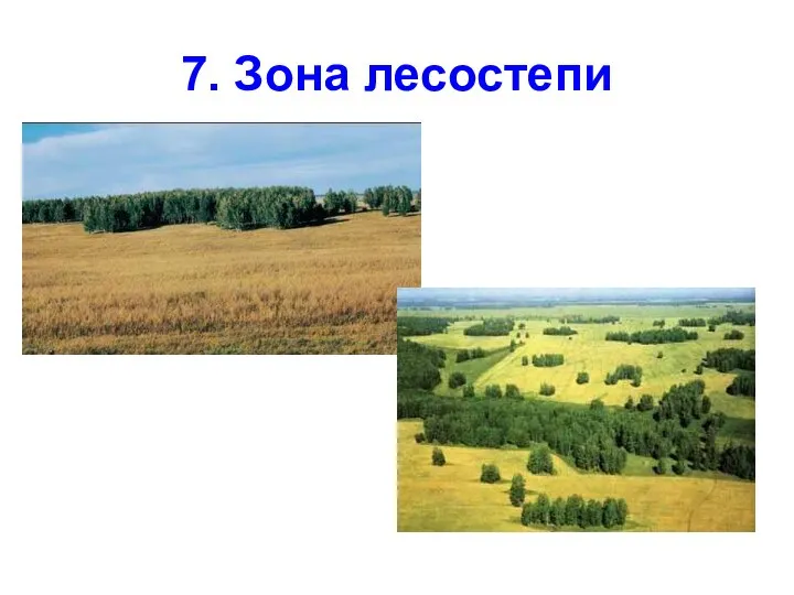 7. Зона лесостепи