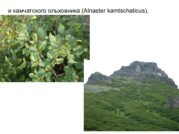и камчатского ольховника (Alnaster kamtschaticus).