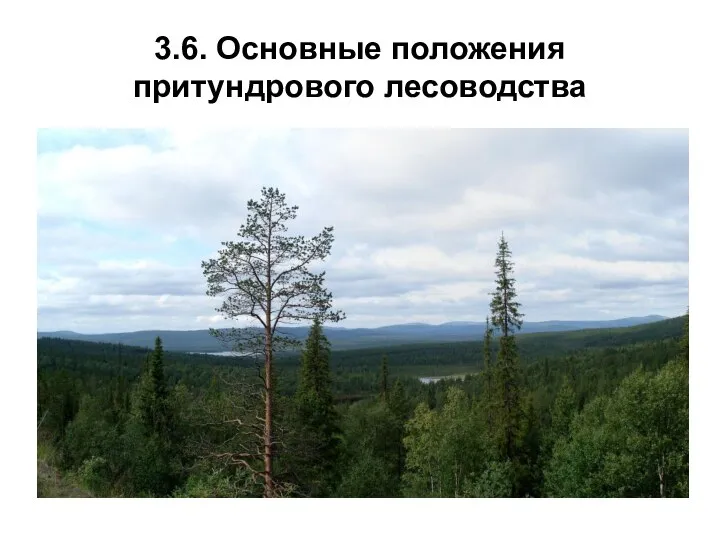 3.6. Основные положения притундрового лесоводства