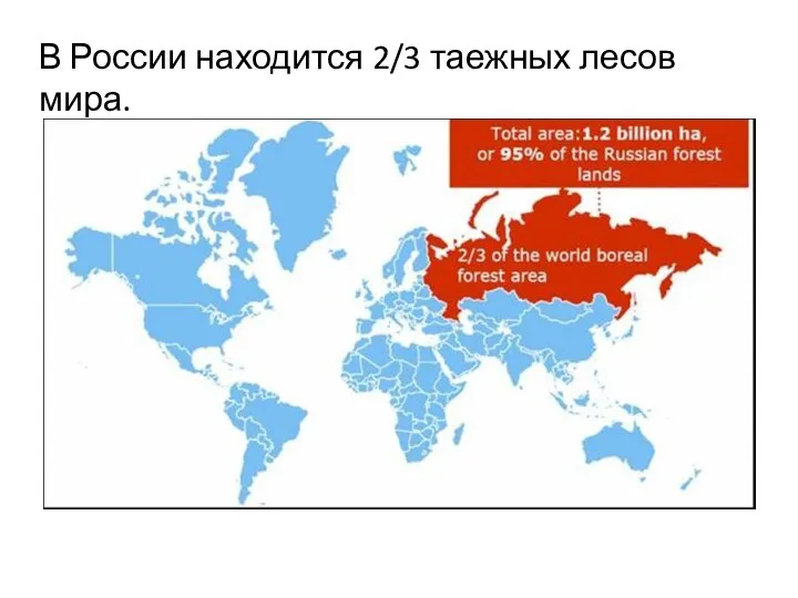 В России находится 2/3 таежных лесов мира.