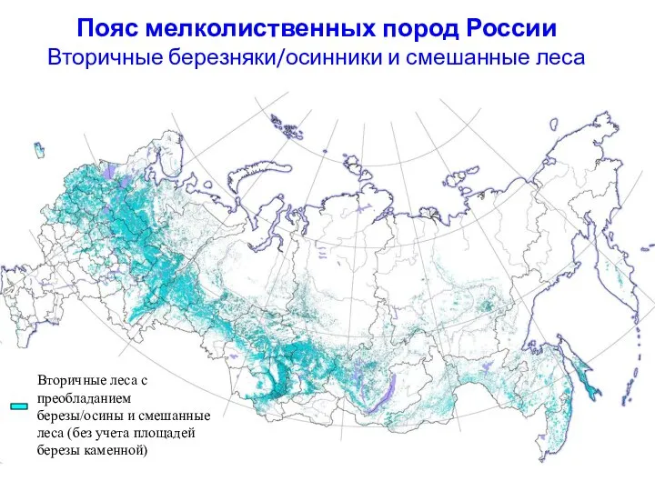 Пояс мелколиственных пород России Вторичные березняки/осинники и смешанные леса Вторичные леса