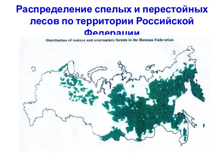 Распределение спелых и перестойных лесов по территории Российской Федерации