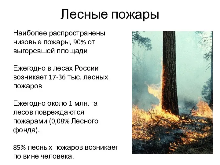 Лесные пожары Наиболее распространены низовые пожары, 90% от выгоревшей площади Ежегодно