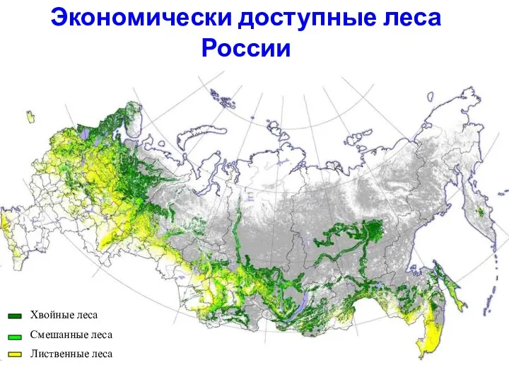 Экономически доступные леса России Хвойные леса Смешанные леса Лиственные леса