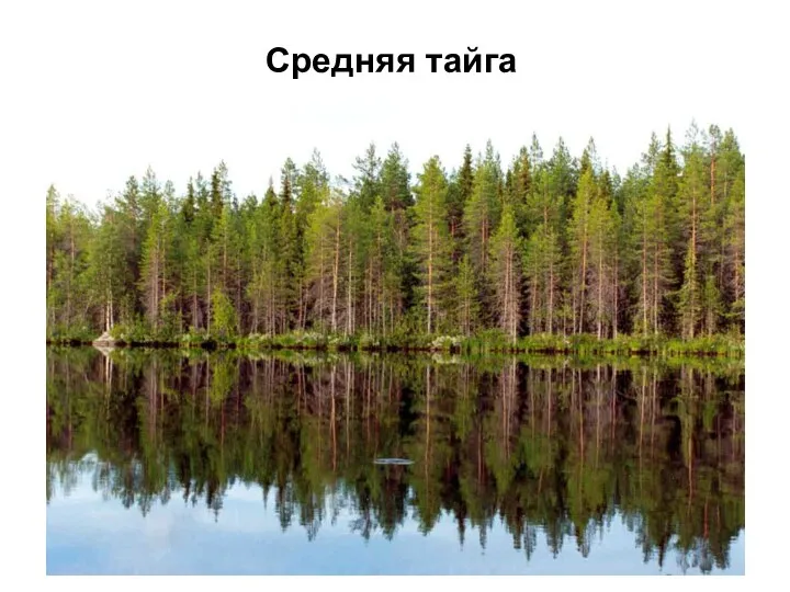 Средняя тайга