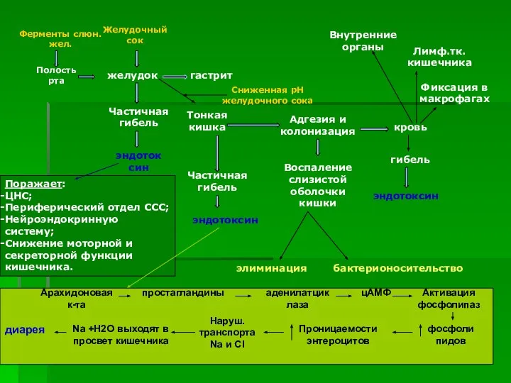 Полость рта Ферменты слюн.жел. желудок Желудочный сок гастрит Частичная гибель эндотоксин