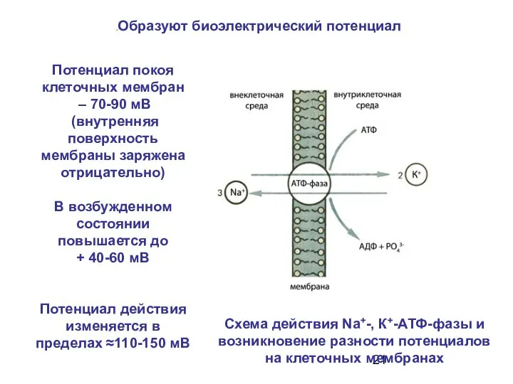 Схема действия Na+-, К+-АТФ-фазы и возникновение разности потенциалов на клеточных мембранах