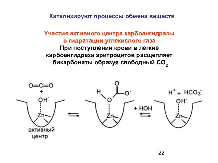 Участие активного центра карбоангидразы в гидратации углекислого газа При поступлении крови