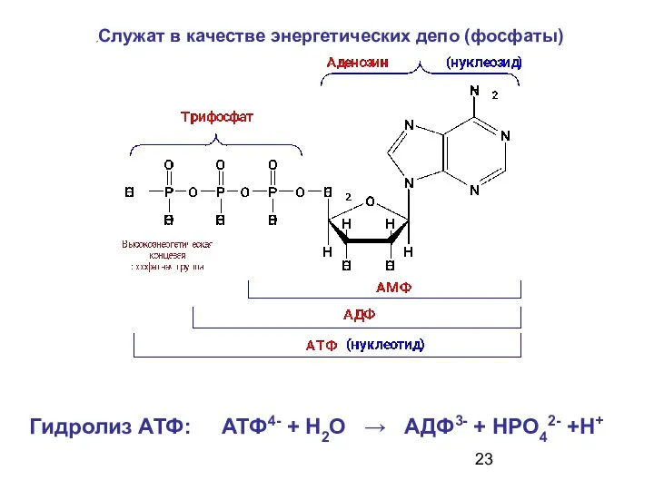 Гидролиз АТФ: АТФ4- + Н2О → АДФ3- + НРО42- +Н+ Служат в качестве энергетических депо (фосфаты)