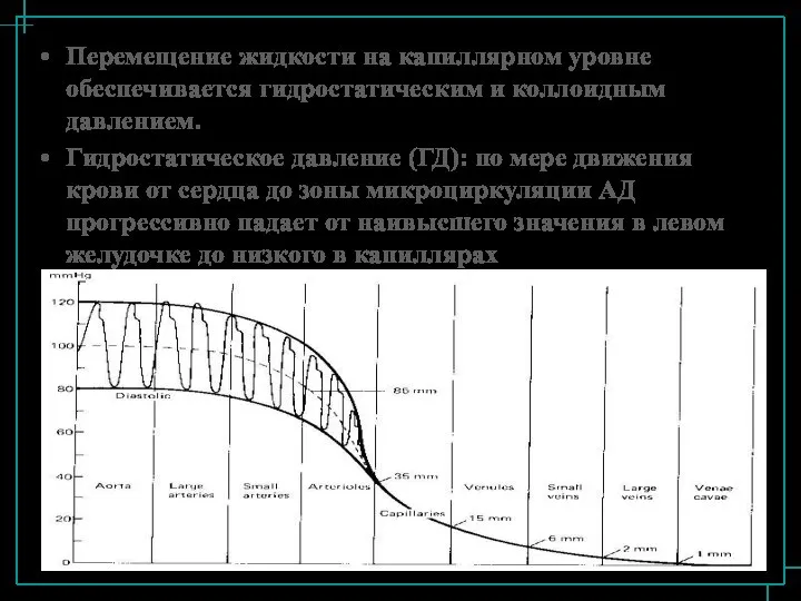 Перемещение жидкости на капиллярном уровне обеспечивается гидростатическим и коллоидным давлением. Гидростатическое