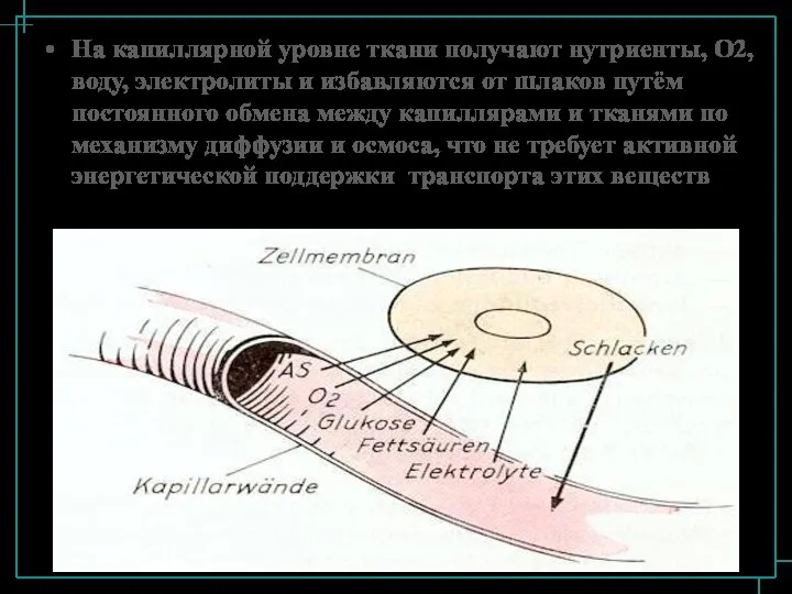 На капиллярной уровне ткани получают нутриенты, О2, воду, электролиты и избавляются