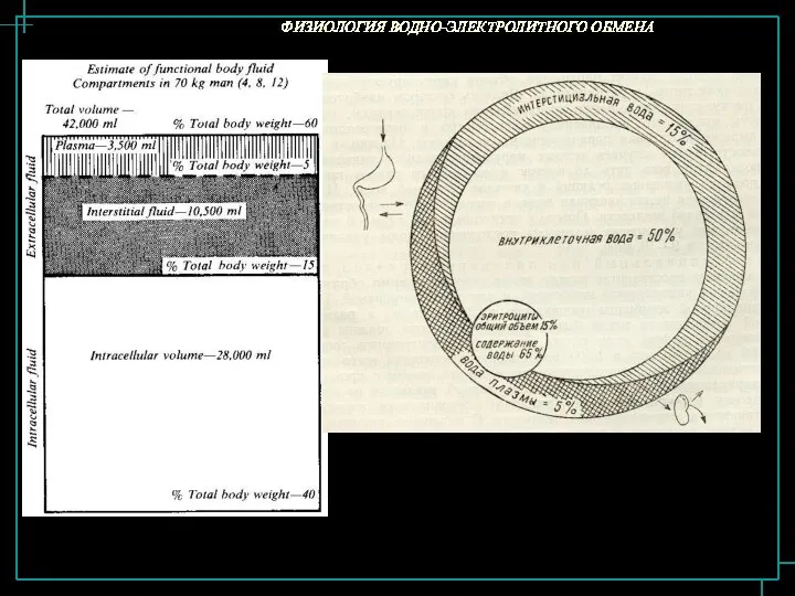 ФИЗИОЛОГИЯ ВОДНО-ЭЛЕКТРОЛИТНОГО ОБМЕНА