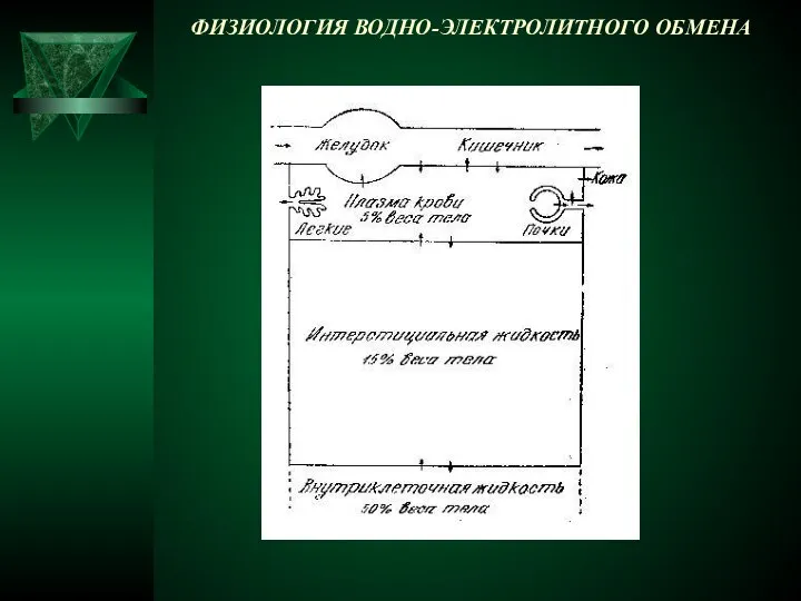 ФИЗИОЛОГИЯ ВОДНО-ЭЛЕКТРОЛИТНОГО ОБМЕНА