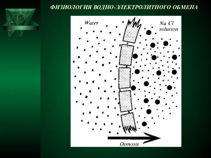 ФИЗИОЛОГИЯ ВОДНО-ЭЛЕКТРОЛИТНОГО ОБМЕНА