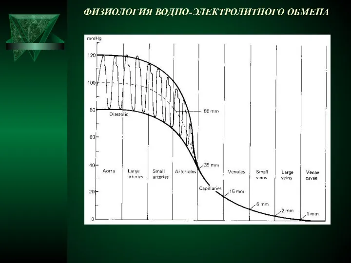 ФИЗИОЛОГИЯ ВОДНО-ЭЛЕКТРОЛИТНОГО ОБМЕНА