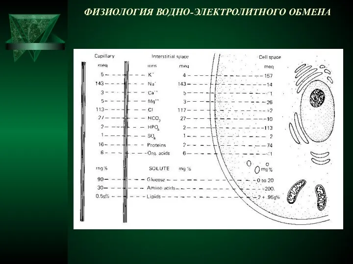 ФИЗИОЛОГИЯ ВОДНО-ЭЛЕКТРОЛИТНОГО ОБМЕНА