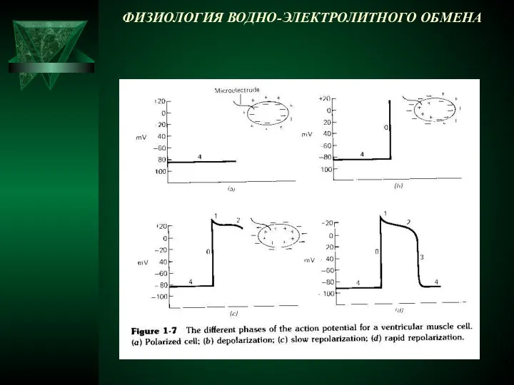 ФИЗИОЛОГИЯ ВОДНО-ЭЛЕКТРОЛИТНОГО ОБМЕНА