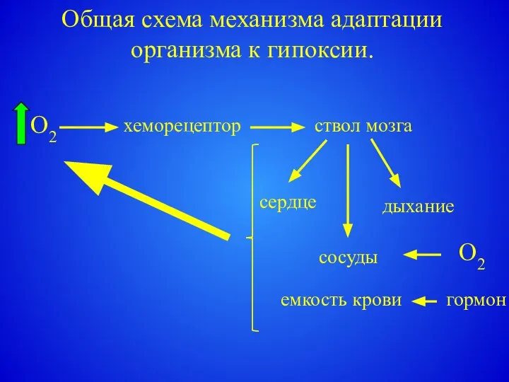 Общая схема механизма адаптации организма к гипоксии. хеморецептор ствол мозга сердце