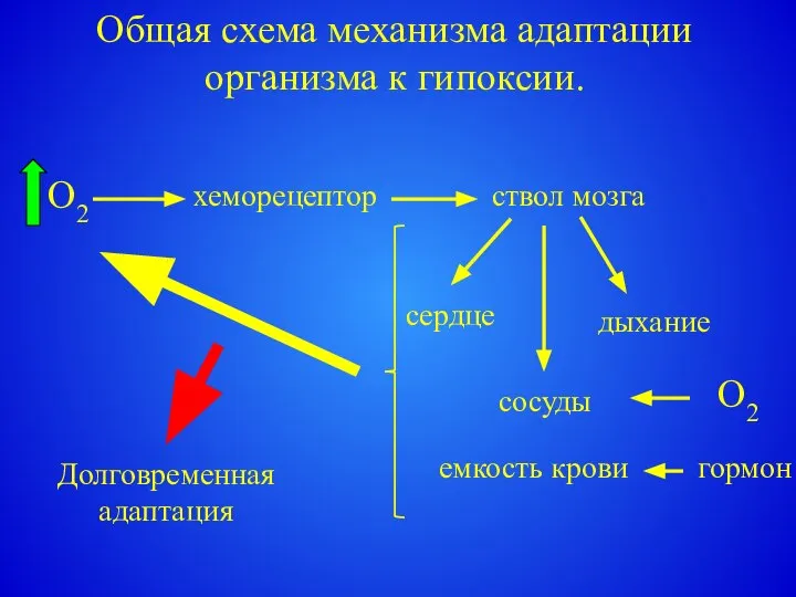 Общая схема механизма адаптации организма к гипоксии. хеморецептор ствол мозга сердце