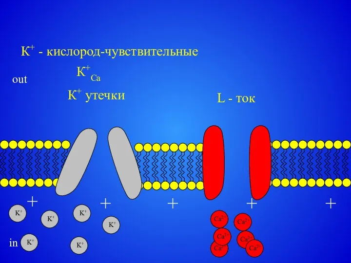 + + + + + out in L - ток К+Са К+ утечки К+ - кислород-чувствительные