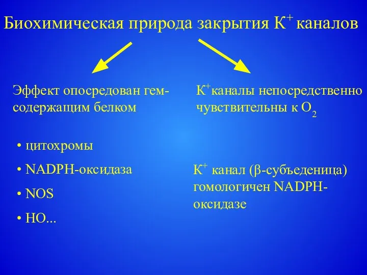 Биохимическая природа закрытия К+ каналов К+каналы непосредственно чувствительны к О2 Эффект