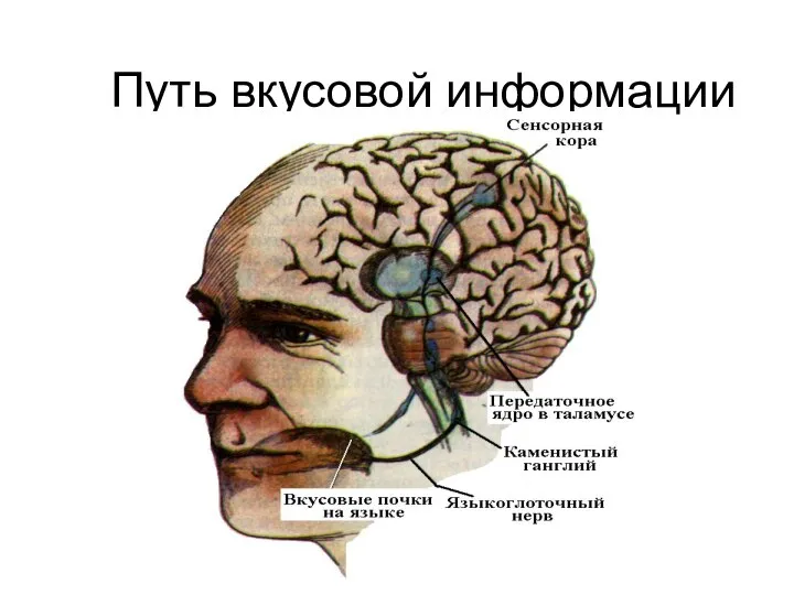 Путь вкусовой информации