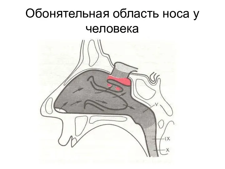 Обонятельная область носа у человека