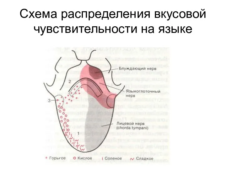 Схема распределения вкусовой чувствительности на языке