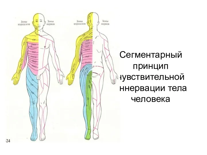 Сегментарный принцип чувствительной иннервации тела человека