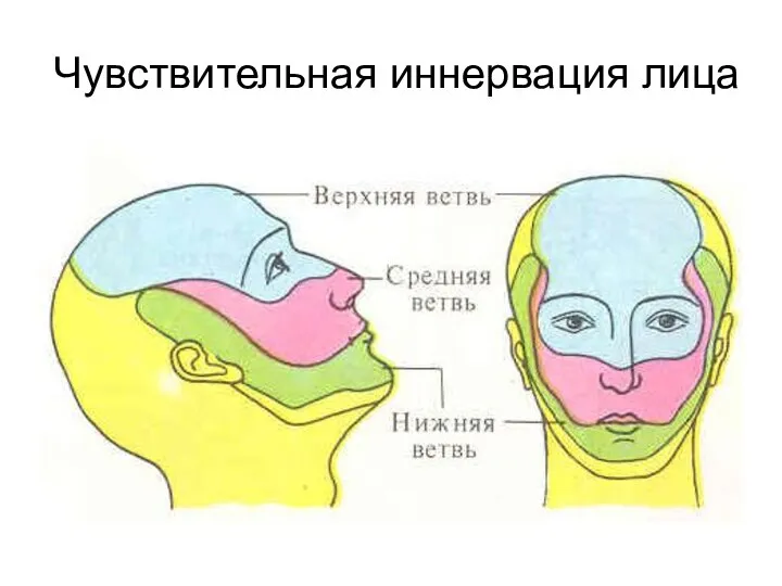 Чувствительная иннервация лица