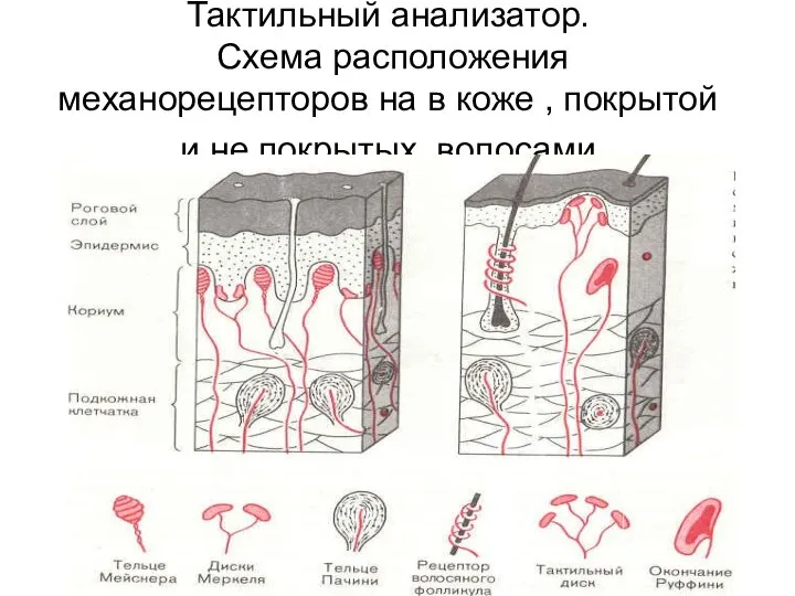 Тактильный анализатор. Схема расположения механорецепторов на в коже , покрытой и не покрытых волосами