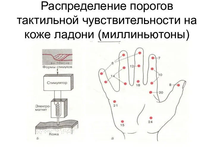 Распределение порогов тактильной чувствительности на коже ладони (миллиньютоны)