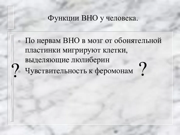 Функции ВНО у человека. По нервам ВНО в мозг от обонятельной