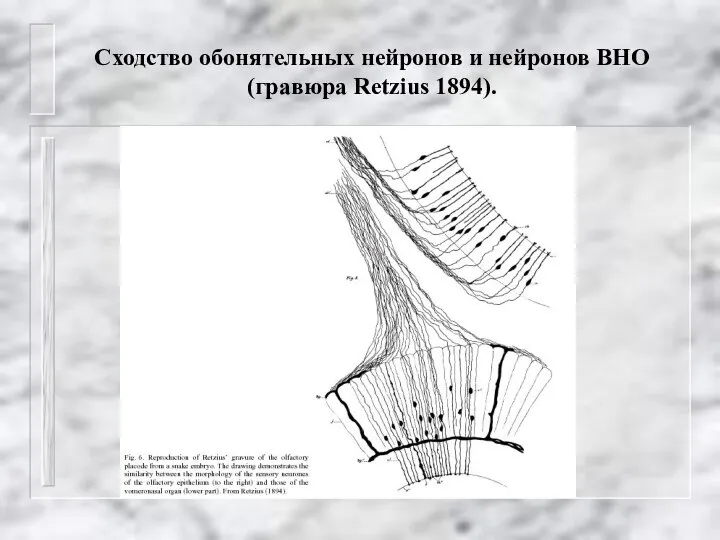 Сходство обонятельных нейронов и нейронов ВНО (гравюра Retzius 1894).