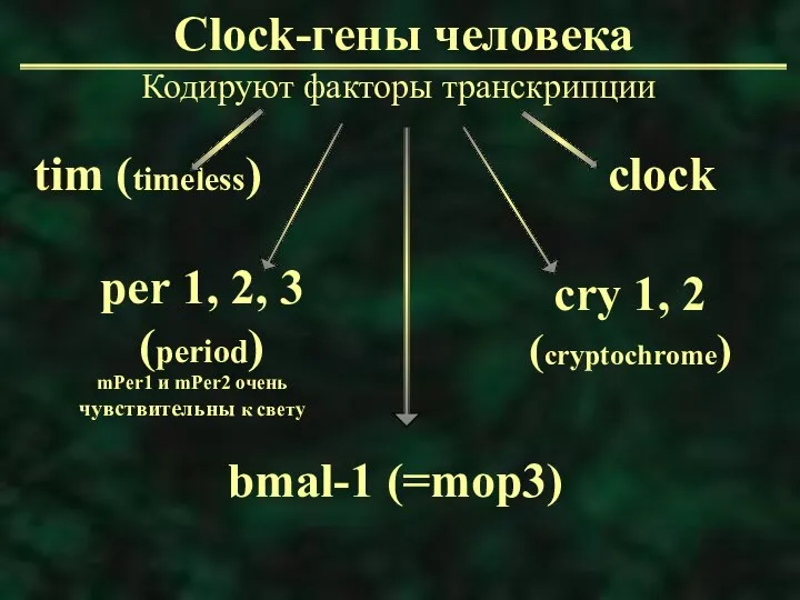 Clock-гены человека Кодируют факторы транскрипции mPer1 и mPer2 очень чувствительны к