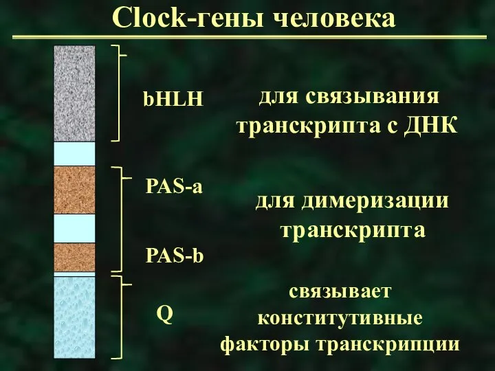 Clock-гены человека для связывания транскрипта с ДНК для димеризации транскрипта связывает