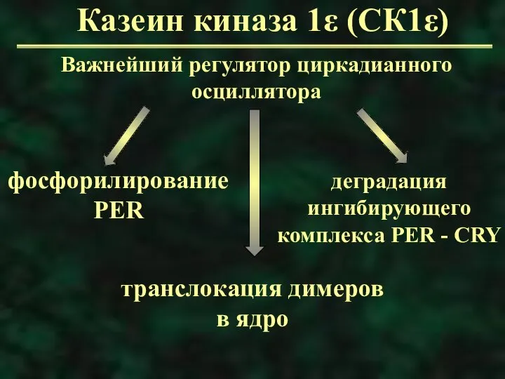 Казеин киназа 1ε (СК1ε) Важнейший регулятор циркадианного осциллятора фосфорилирование PER транслокация