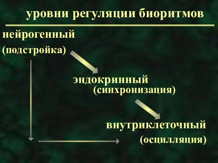 уровни регуляции биоритмов