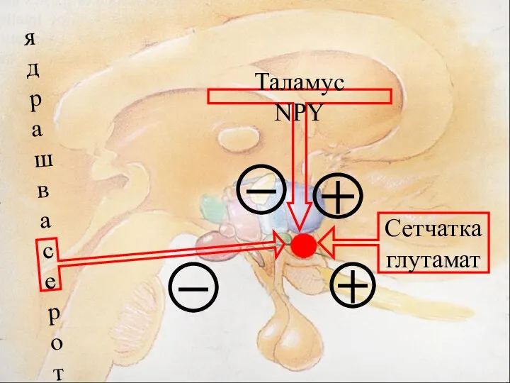 ядра шва серотонин Таламус NPY Сетчатка глутамат