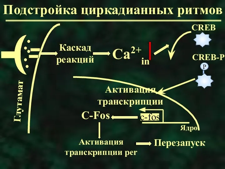 Подстройка циркадианных ритмов Каскад реакций С-Fos Активация транскрипции per Перезапуск Ядро