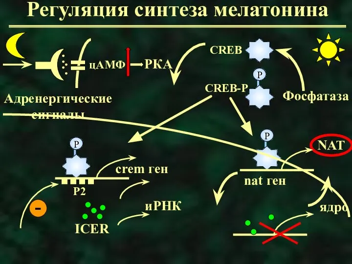 Регуляция синтеза мелатонина РКА ядро