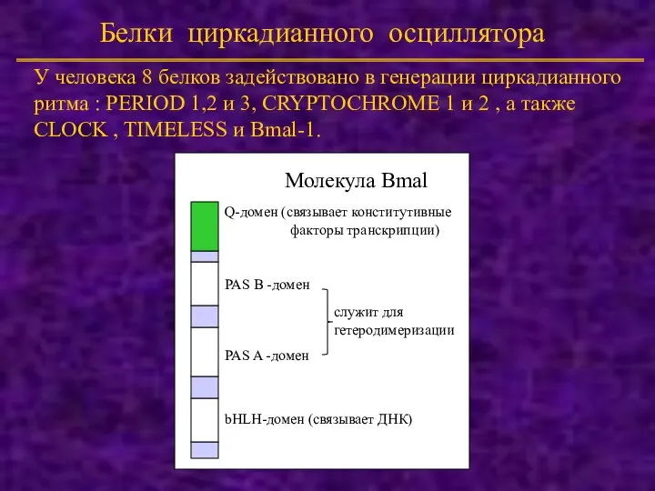 Белки циркадианного осциллятора bHLH-домен (связывает ДНК) PAS A -домен PAS B