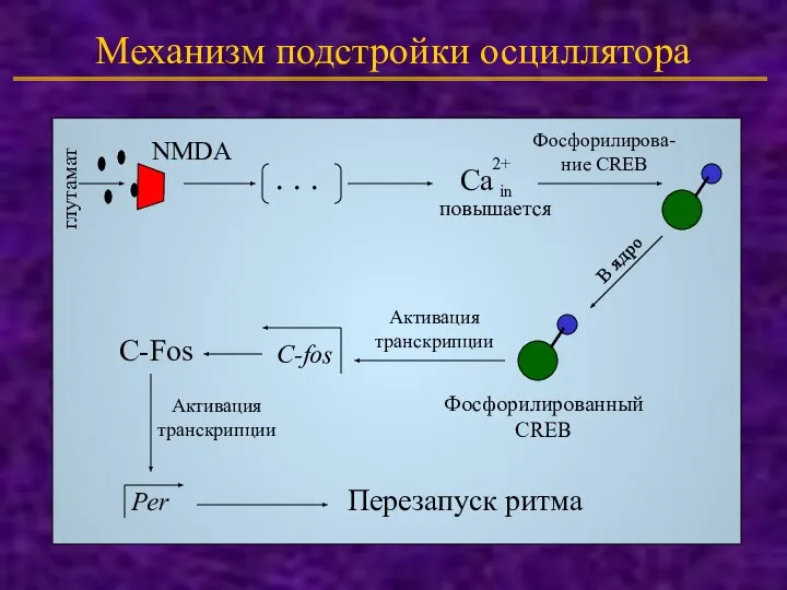 Механизм подстройки осциллятора NMDA глутамат . . . Ca 2+ in