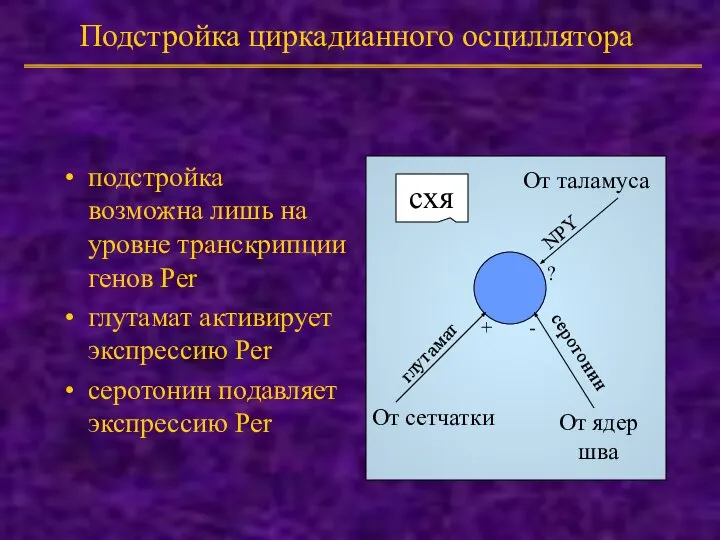 Подстройка циркадианного осциллятора подстройка возможна лишь на уровне транскрипции генов Per