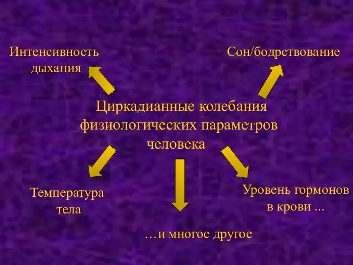 Циркадианные колебания физиологических параметров человека Температура тела Уровень гормонов в крови