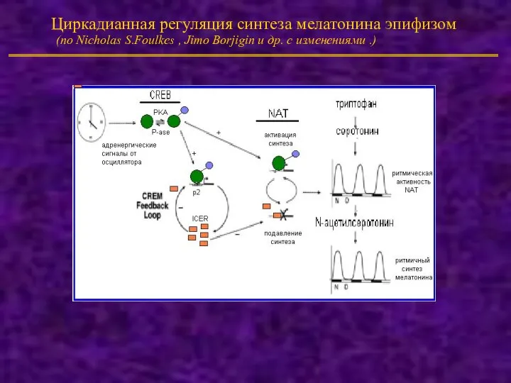 Циркадианная регуляция синтеза мелатонина эпифизом (по Nicholas S.Foulkes , Jimo Borjigin и др. с изменениями .)